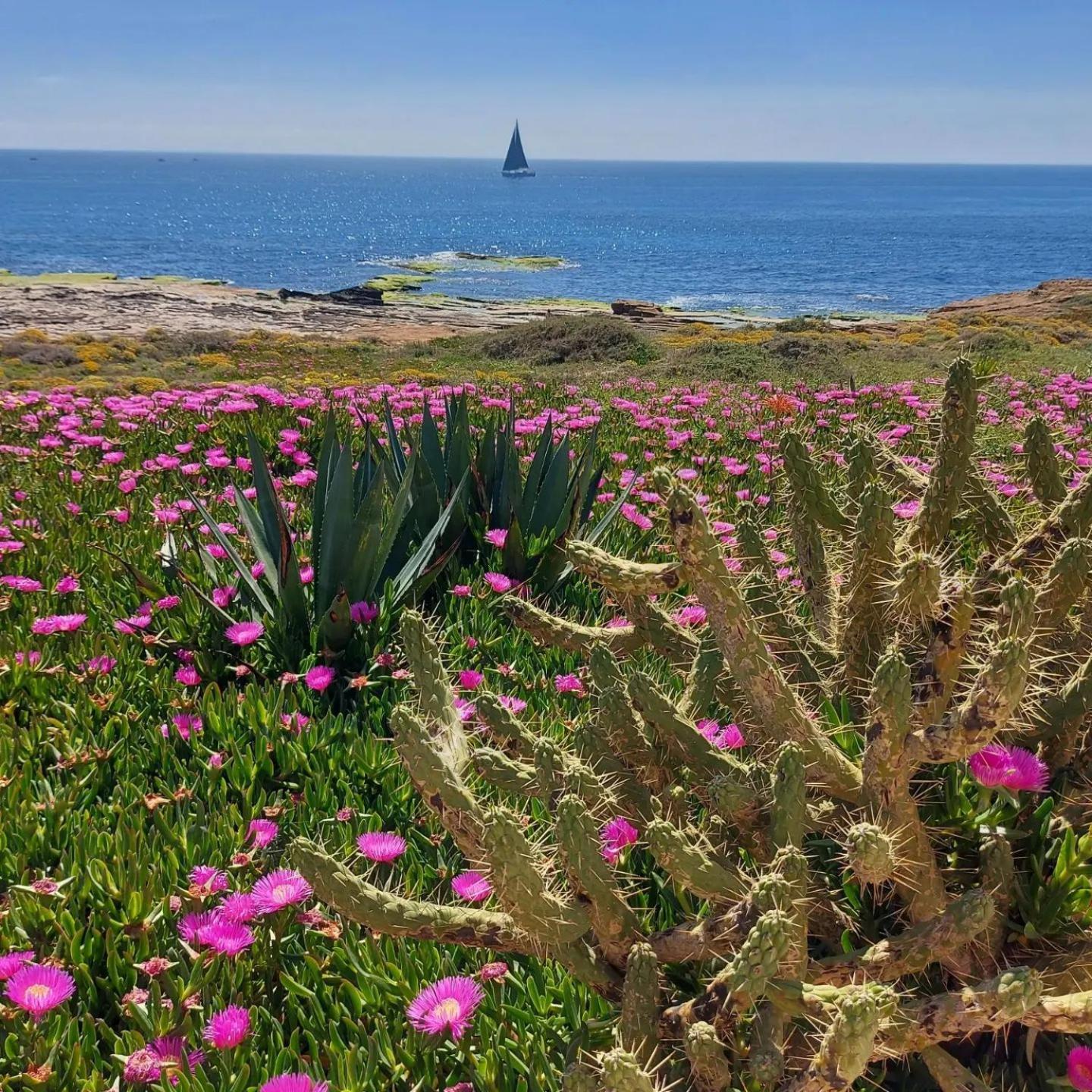 Maravillosa Terraza Con Vistas Al Mar, La Mata 또레비에하 외부 사진